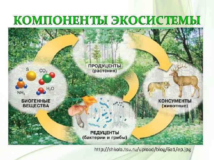 http: //shkola. tsu. ru/upload/blog/6 a 1/ep. jpg 