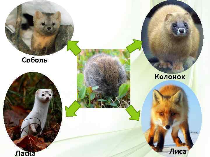 Соболь Колонок Ласка Лиса 
