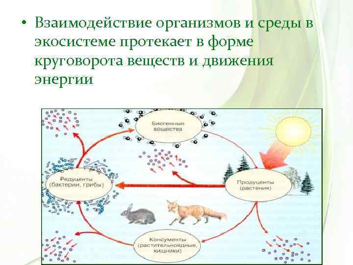  • Взаимодействие организмов и среды в экосистеме протекает в форме круговорота веществ и