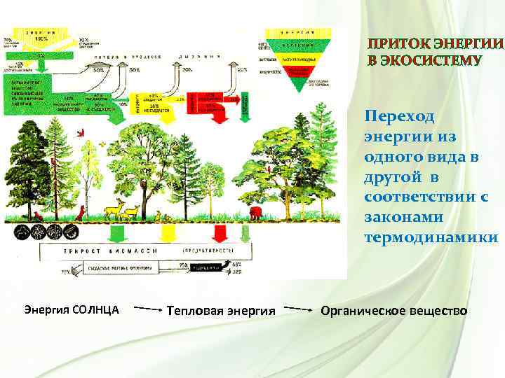 ПРИТОК ЭНЕРГИИ В ЭКОСИСТЕМУ Метаболическое тепло Энергия СОЛНЦА Тепловая энергия Переход энергии из одного
