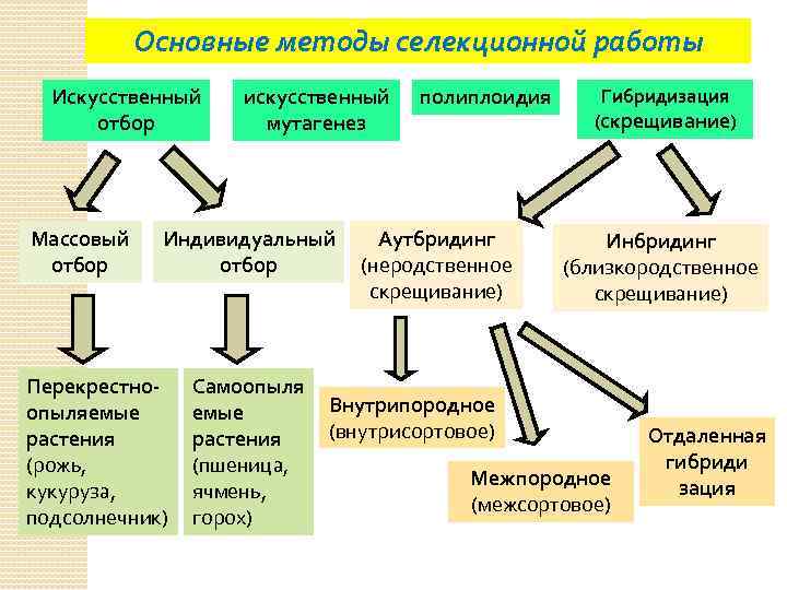 Основные методы селекционной работы Искусственный отбор Массовый отбор искусственный мутагенез полиплоидия Аутбридинг Индивидуальный (неродственное