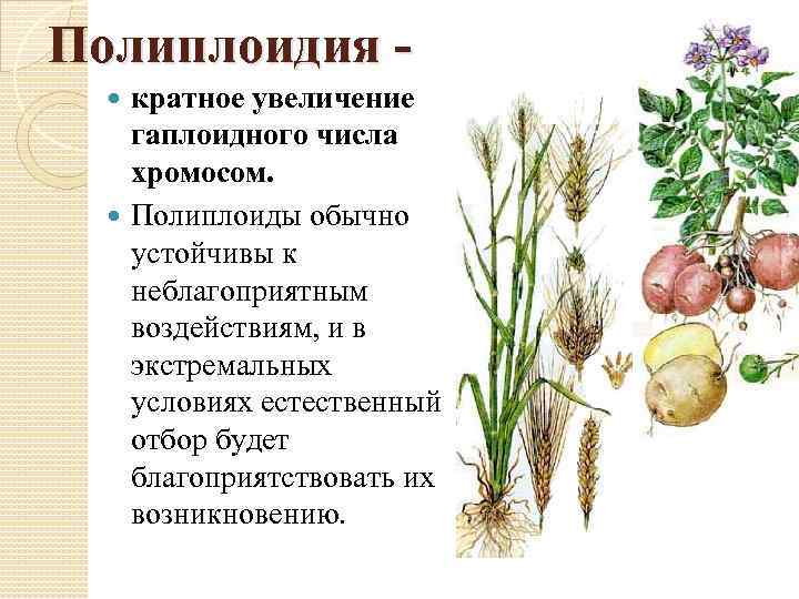 Презентация на тему вкусные полиплоиды