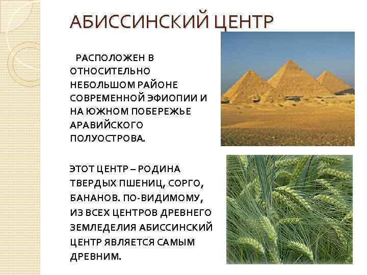 АБИССИНСКИЙ ЦЕНТР РАСПОЛОЖЕН В ОТНОСИТЕЛЬНО НЕБОЛЬШОМ РАЙОНЕ СОВРЕМЕННОЙ ЭФИОПИИ И НА ЮЖНОМ ПОБЕРЕЖЬЕ АРАВИЙСКОГО