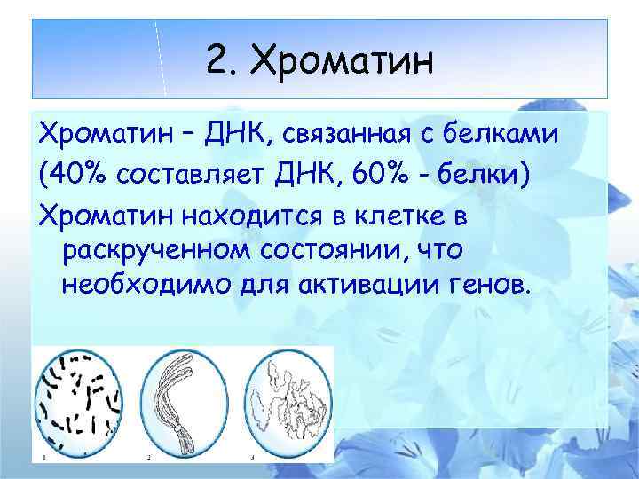 2. Хроматин – ДНК, связанная с белками (40% составляет ДНК, 60% - белки) Хроматин