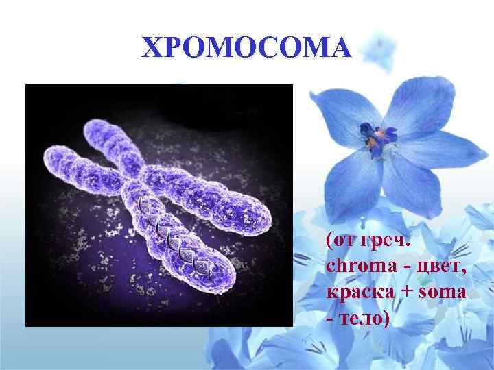 ХРОМОСОМА (от греч. chroma - цвет, краска + soma - тело) 