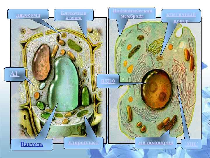лизосома Клеточная стенка АГ Плазматическая мембрана клеточный центр ядро Вакуоль хлоропласт митохондрия ЭПС 