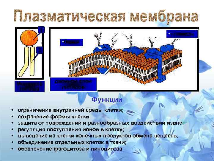 1 • углеводы • белки 2 Молекула липида двойной слой липидов Функции • •