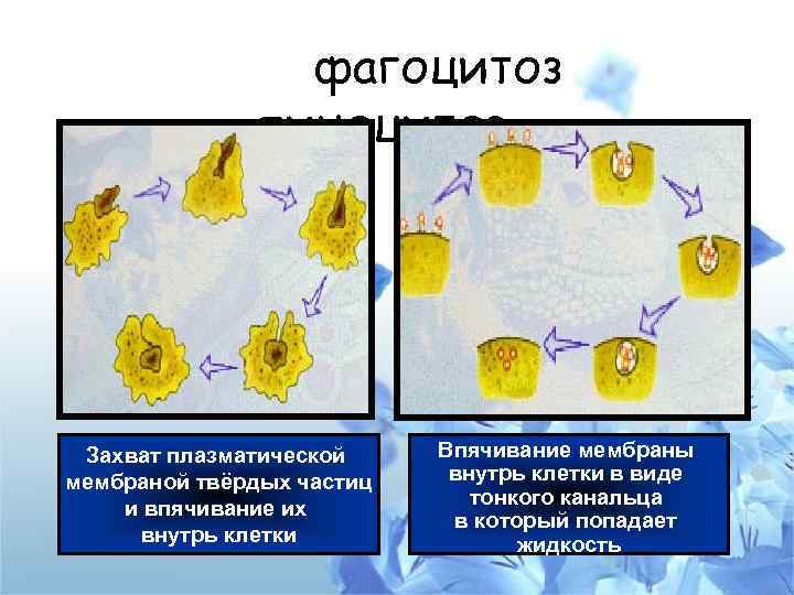 фагоцитоз пиноцитоз Захват плазматической мембраной твёрдых частиц и впячивание их внутрь клетки Впячивание мембраны