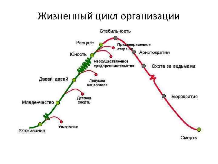 Жизненный цикл организации 