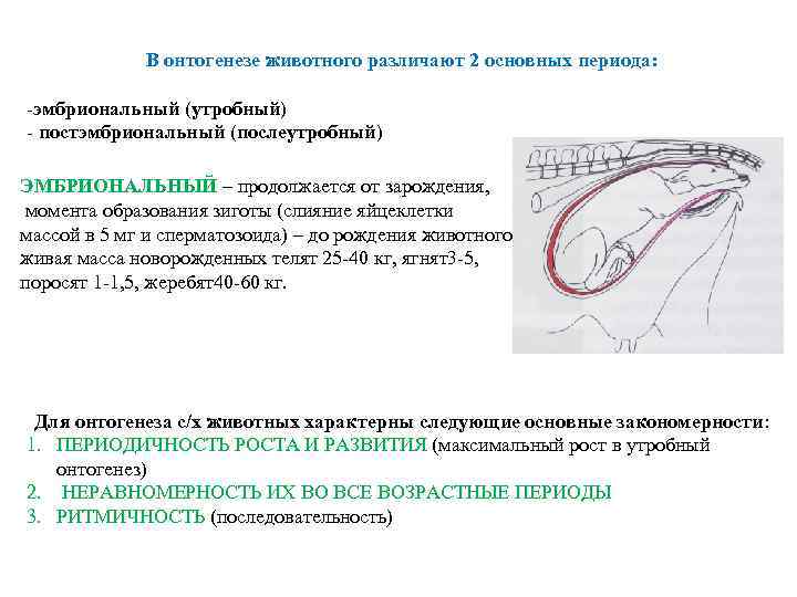 В онтогенезе животного различают 2 основных периода: -эмбриональный (утробный) - постэмбриональный (послеутробный) ЭМБРИОНАЛЬНЫЙ –