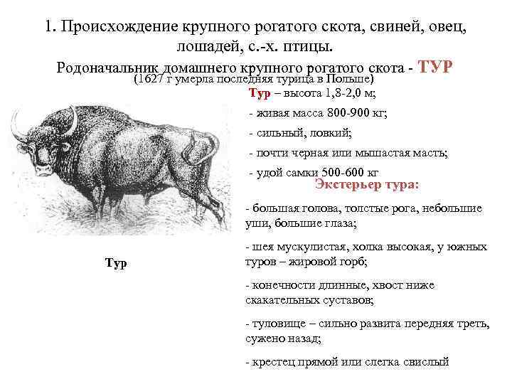 1. Происхождение крупного рогатого скота, свиней, овец, лошадей, с. -х. птицы. Родоначальник домашнего крупного