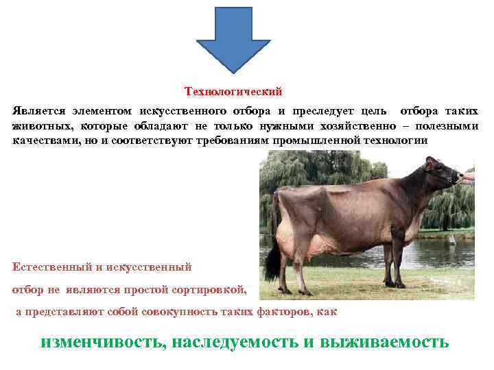 Технологический Является элементом искусственного отбора и преследует цель отбора таких животных, которые обладают не