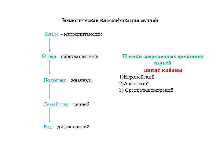 Зоологическая классификация свиней Класс – млекопитающие Отряд - парнокопытные Предки современных домашних свиней: дикие