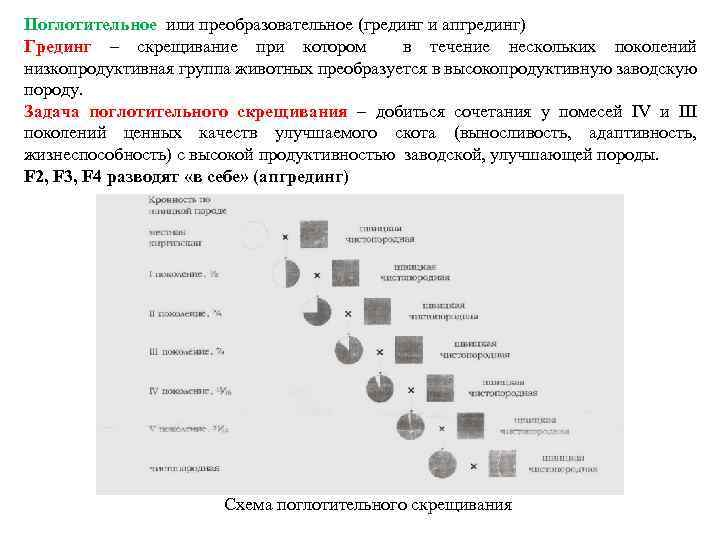 Поглотительное или преобразовательное (грединг и апгрединг) Грединг – скрещивание при котором в течение нескольких