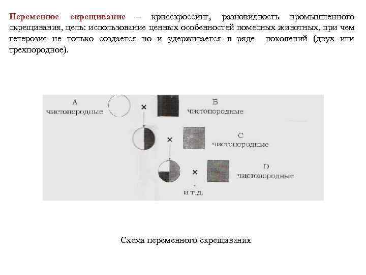 Переменное скрещивание – крисскроссинг, разновидность промышленного скрещивания, цель: использование ценных особенностей помесных животных, при