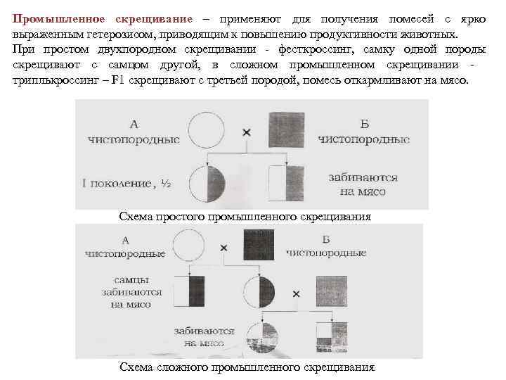 Промышленное скрещивание – применяют для получения помесей с ярко выраженным гетерозисом, приводящим к повышению