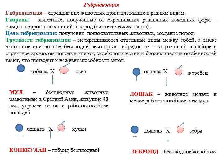 Гибридизация – скрещивание животных принадлежащих к разным видам. Гибриды – животные, полученные от скрещивания