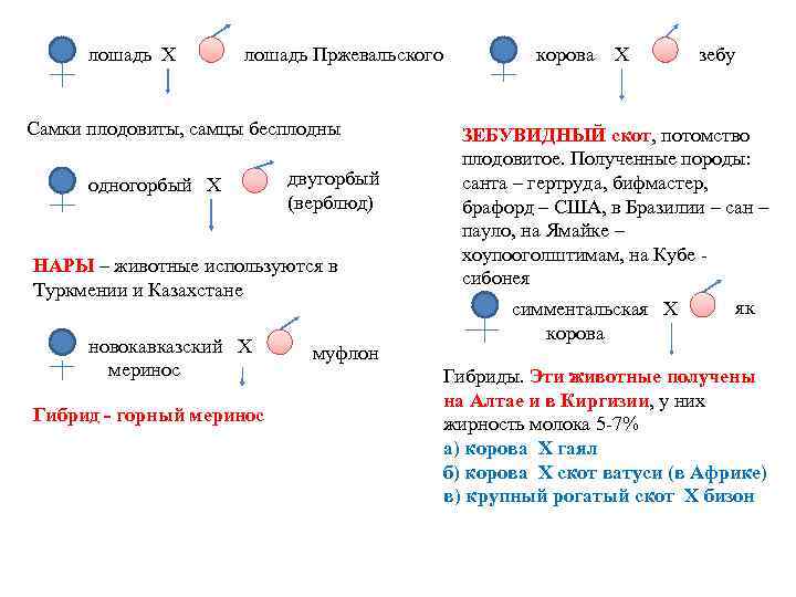 лошадь Х лошадь Пржевальского Самки плодовиты, самцы бесплодны одногорбый Х двугорбый (верблюд) НАРЫ –