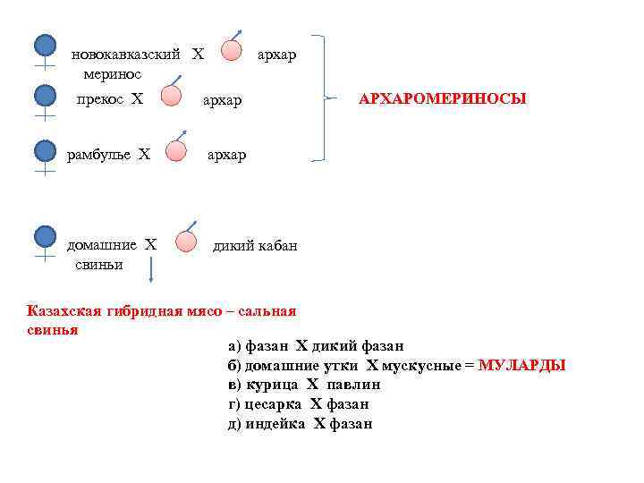 новокавказский Х меринос прекос Х рамбулье Х домашние Х свиньи архар АРХАРОМЕРИНОСЫ архар дикий