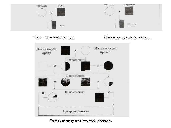 Схема получения мула Схема получения лошака Схема выведения архаромериноса 