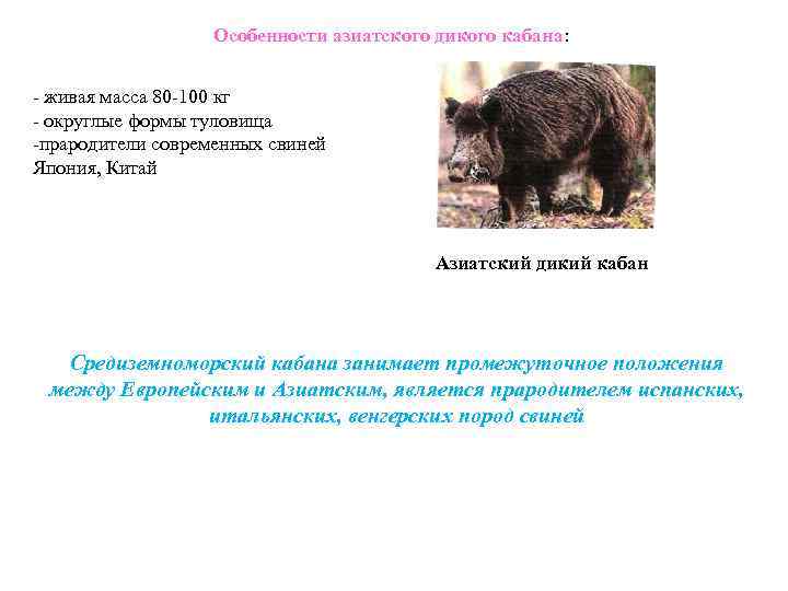 Особенности азиатского дикого кабана: - живая масса 80 -100 кг - округлые формы туловища