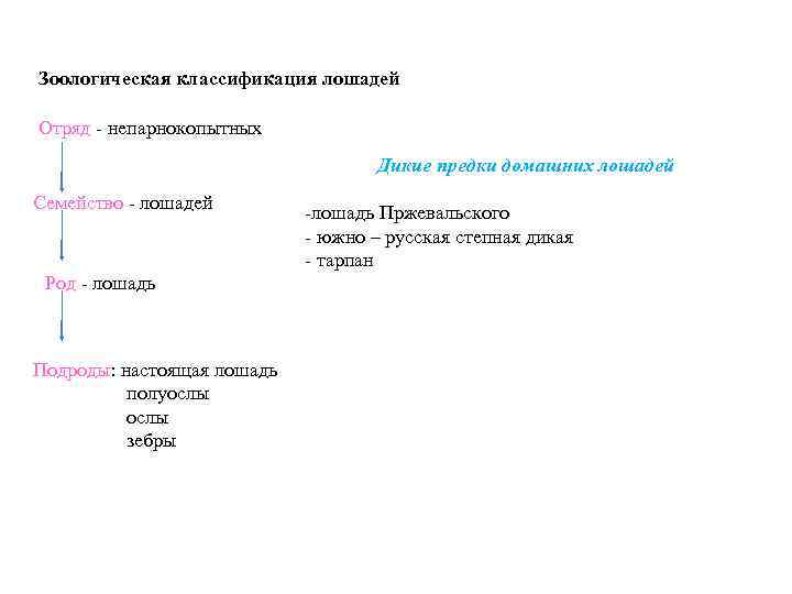 Зоологическая классификация лошадей Отряд - непарнокопытных Дикие предки домашних лошадей Семейство - лошадей Род