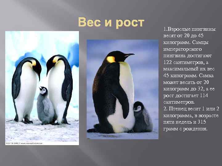 Вес и рост 1. Взрослые пингвины весят от 20 до 45 килограмм. Самцы императорского