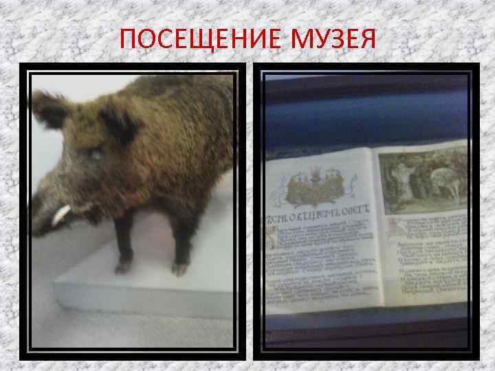 ПОСЕЩЕНИЕ МУЗЕЯ 