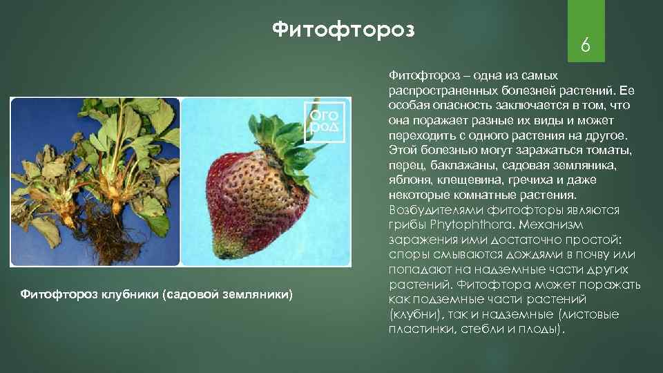 Фитофтороз клубники (садовой земляники) 6 Фитофтороз – одна из самых распространенных болезней растений. Ее