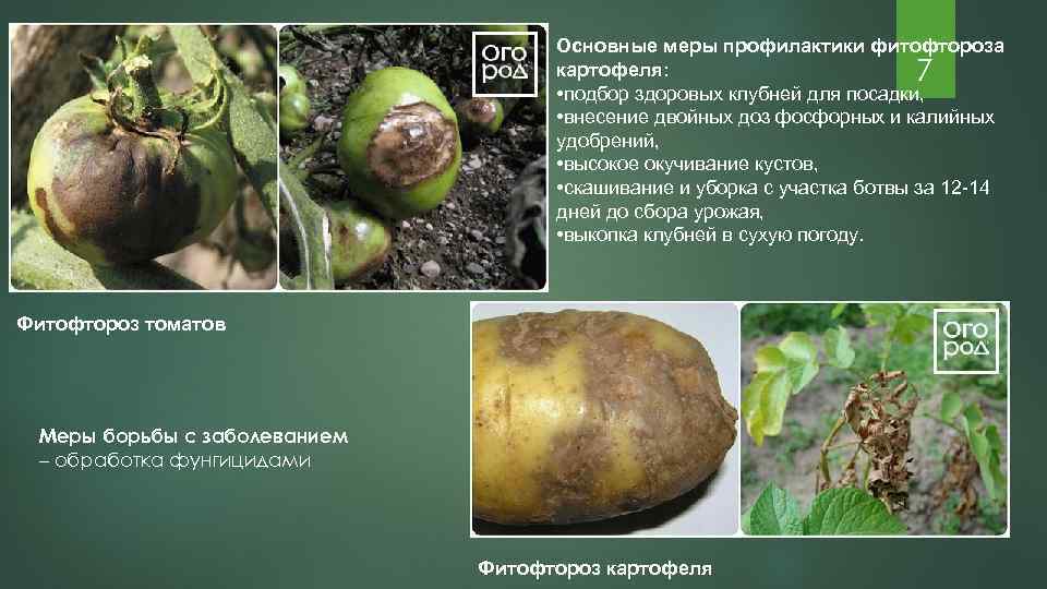 Основные меры профилактики фитофтороза картофеля: 7 • подбор здоровых клубней для посадки, • внесение