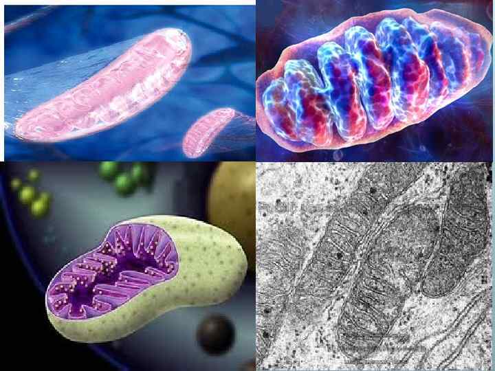 Фото митохондрии под микроскопом