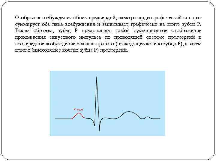 Отображая возбуждения обоих предсердий, электрокардиографический аппарат суммирует оба пика возбуждения и записывает графически на