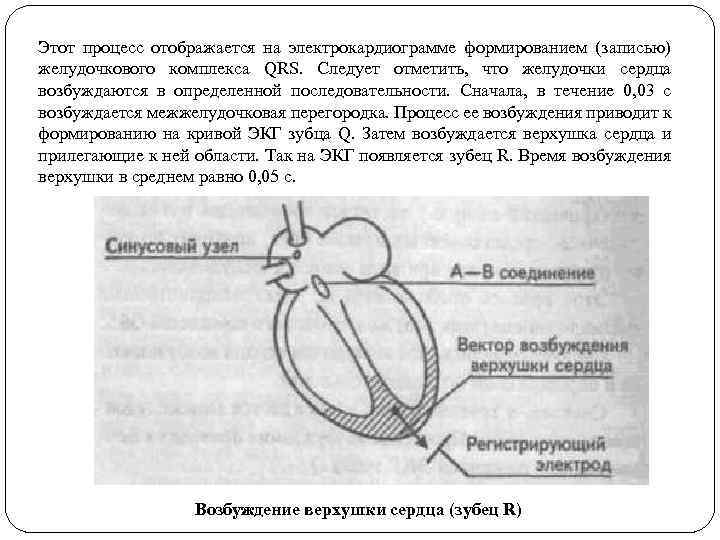 Этот процесс отображается на электрокардиограмме формированием (записью) желудочкового комплекса QRS. Следует отметить, что желудочки