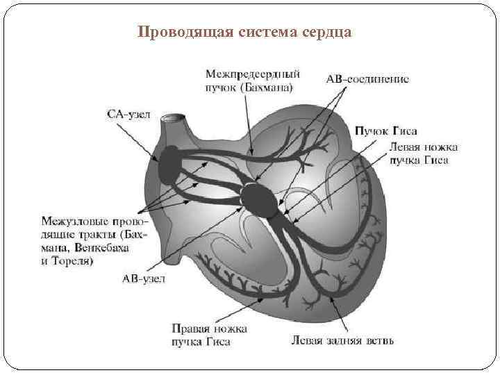 Проводящая система сердца 