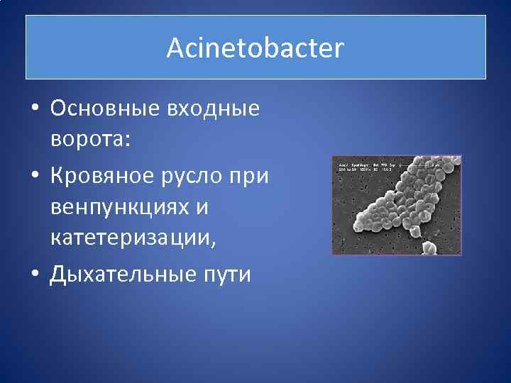 Аcinetobacter • Основные входные ворота: • Кровяное русло при венпункциях и катетеризации, • Дыхательные