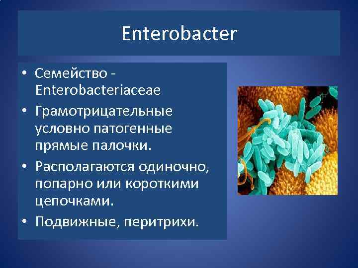 Enterobacter • Семейство - Enterobacteriaceae • Грамотрицательные условно патогенные прямые палочки. • Располагаются одиночно,