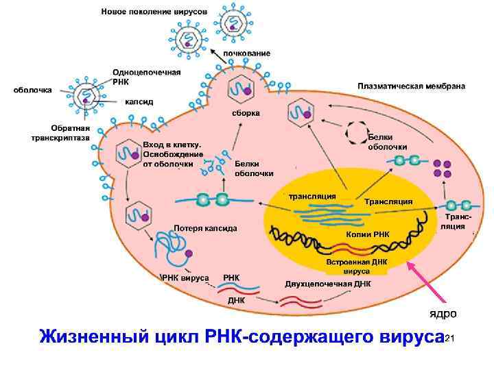 Схема репродукции вируса гриппа