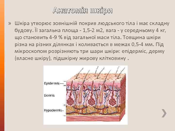 Анатомія шкіри » Шкіра утворює зовнішній покрив людського тіла і має складну будову. Її