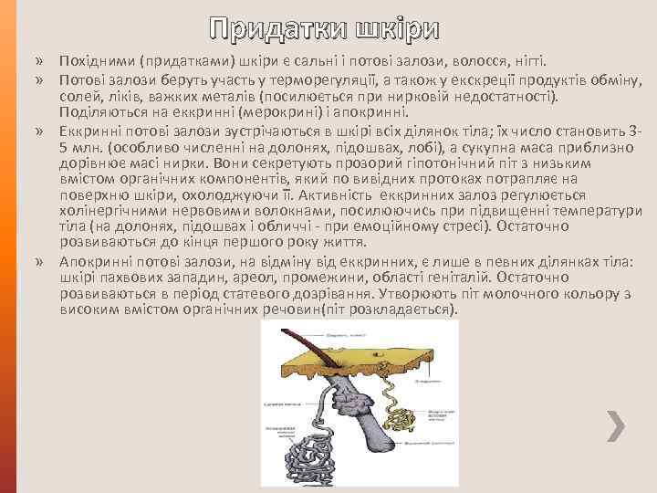 Придатки шкіри » Похідними (придатками) шкіри є сальні і потові залози, волосся, нігті. »