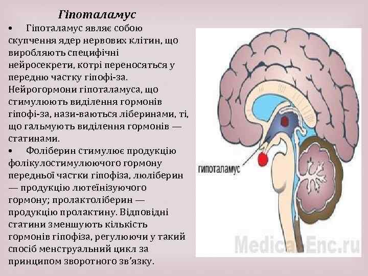 Гіпоталамус • Гіпоталамус являє собою скупчення ядер нервових клітин, що виробляють специфічні нейросекрети, котрі