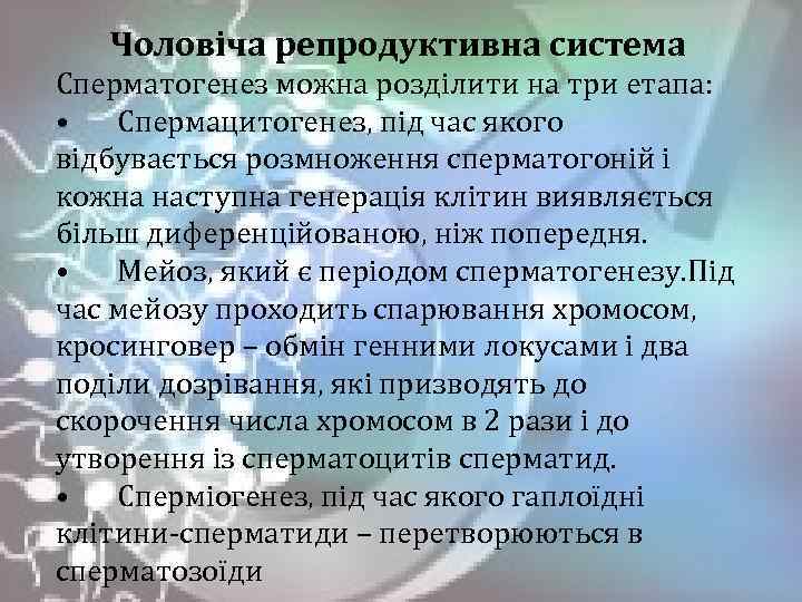 Чоловіча репродуктивна система Сперматогенез можна розділити на три етапа: • Спермацитогенез, під час якого