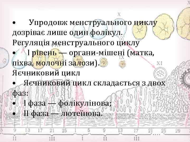  • Упродовж менструального циклу дозріває лише один фолікул. Регуляція менструального циклу • I