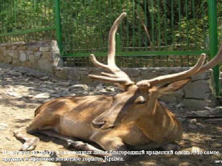 Царствует по праву в заповедных лесах благородный крымский олень. Это самое крупное и красивое