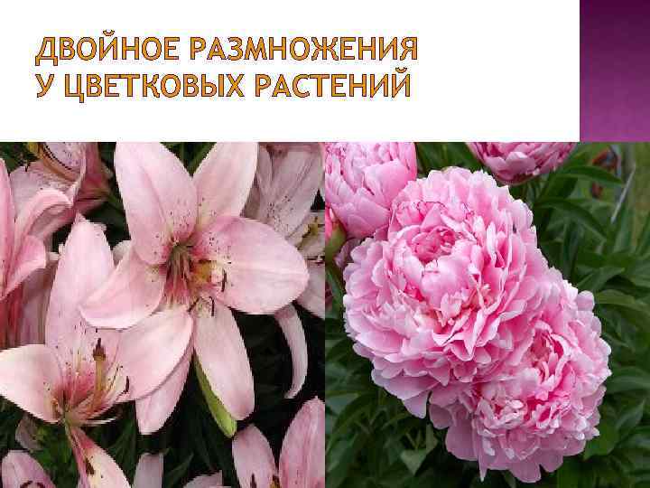 ДВОЙНОЕ РАЗМНОЖЕНИЯ У ЦВЕТКОВЫХ РАСТЕНИЙ 