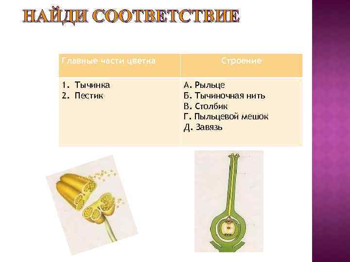 НАЙДИ СООТВЕТСТВИЕ Главные части цветка 1. Тычинка 2. Пестик Строение А. Рыльце Б. Тычиночная