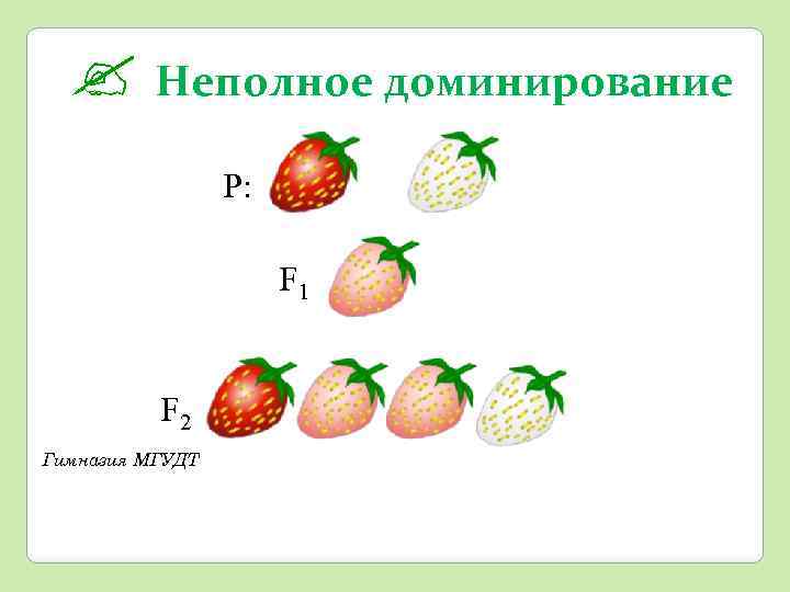 ? Неполное доминирование Р: F 1 F 2 Гимназия МГУДТ 