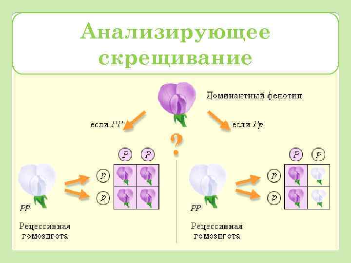 Схема неполного доминирования биология