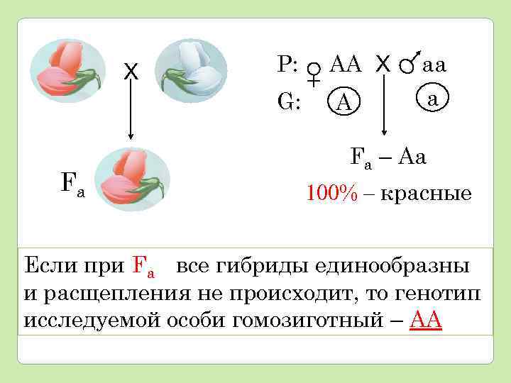 Определите какую закономерность иллюстрирует данная схема р аа х аа