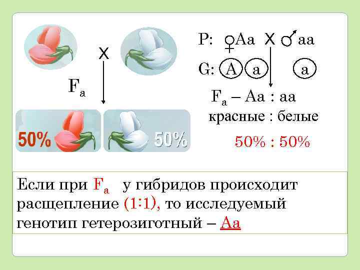 Х Fа Р: Аа Х аа G: А а а Fа – Аа :