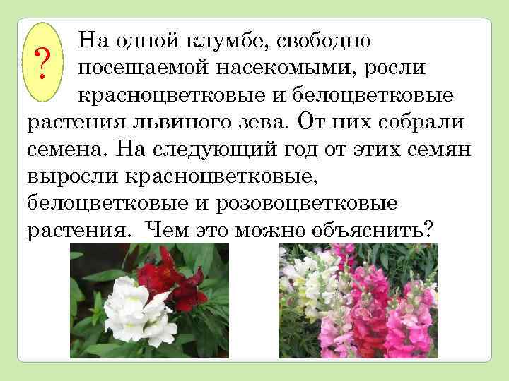 На одной клумбе, свободно посещаемой насекомыми, росли красноцветковые и белоцветковые растения львиного зева. От